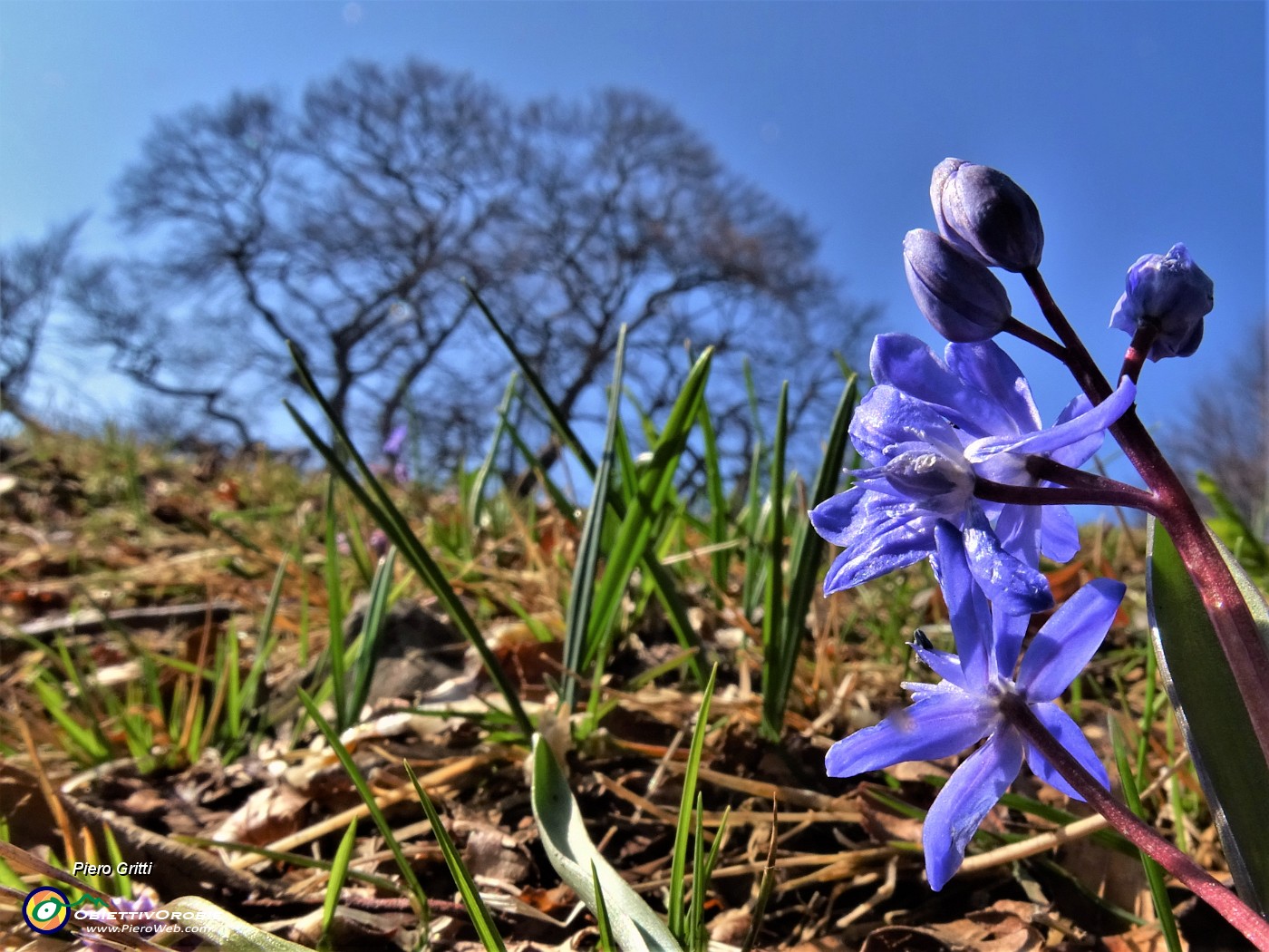 61 Scilla silvestre (Scilla bifolia) ai Tre Faggi.JPG